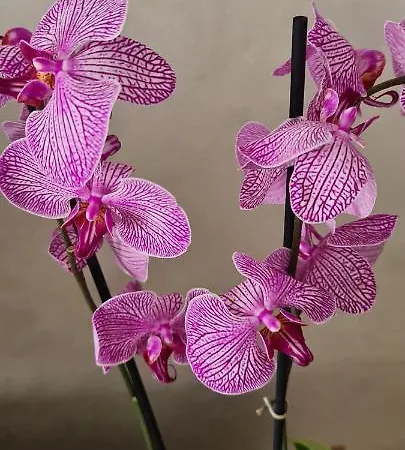 Premium Nb - Waterfront Apartament Belgrad